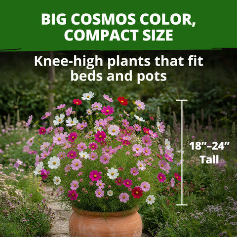 HOME GROWN Sensation Dwarf Mix Cosmos 1,200 Seeds, Cosmos bipinnatus, Heirloom Non-GMO, Pink Rose White Crimson Blooms, Compact Plants