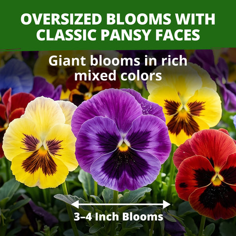 HOME GROWN Swiss Giant Pansy Seeds – 1,500 Heirloom Non-GMO Viola Seeds (2.127g), Mixed Colors, Cool-Season Spring & Fall Blooms for 2026