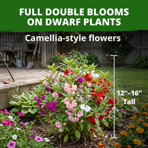 HOME GROWN Impatiens Tom Thumb Mix 300 Flower Seeds, Impatiens balsamina, Heirloom Non-GMO, Double Blooms, 5 Colors