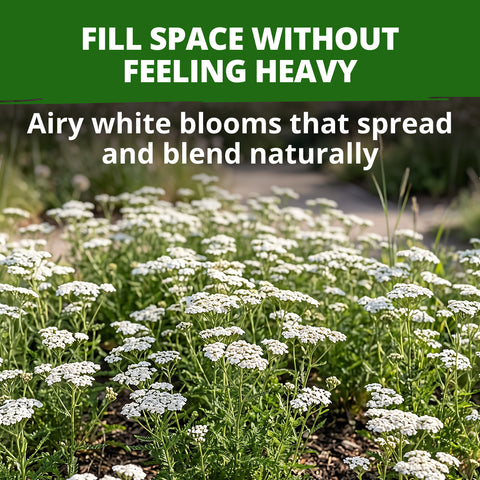 HOME GROWN White Yarrow Flower Seeds (Achillea millefolium) – 8,000 Heirloom Non-GMO Seeds, Drought-Tolerant Perennial, Pollinator-Friendly Wildflower for Gardens