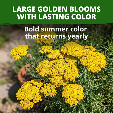 HOME GROWN Gold Yarrow Flower Seeds – 800 Heirloom Non-GMO Seeds, Achillea filipendulina, Golden Yellow Perennial Flowers for Planting, Pollinator & Cut Gardens