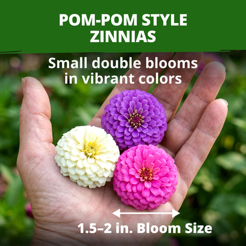 HOME GROWN Zinnia Lilliput Flower Seeds – 1,200 Seeds, Zinnia elegans, Heirloom Non-GMO Double Blooms, Compact 18–24 Inch Plants, Pollinator & Cut Flowers