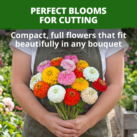 HOME GROWN Oklahoma Zinnia Seeds – 300 Heirloom Zinnia elegans Seeds (2.7g), Florist Cut Flowers, Pollinator Friendly, USDA Zones 3–10