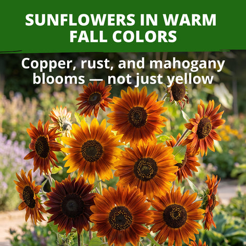 HOME GROWN Earthwalker Sunflower 200 Seeds, Helianthus annuus, Open-Pollinated Non-GMO, Rust Copper Mahogany Blooms, 6–8 Ft Tall