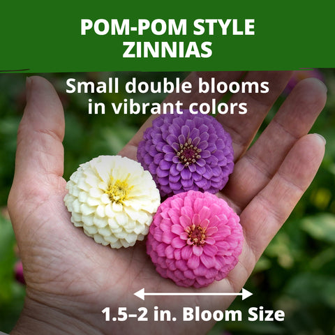 HOME GROWN Lilliput Mix Zinnia Seeds for Planting 8450 Seeds 57g Heirloom Non GMO Double Dwarf Pompon Blooms for Containers Borders Cut Flowers Pollinator Gardens Zinnia elegans