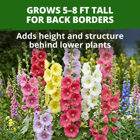 HOME GROWN Hollyhock Single Mix Planting Seeds 2026 29g 1oz 3000 Seeds Open Pollinated Flower Seed Heirloom Non GMO Deer Resistant Self Seeding Zones 3 9