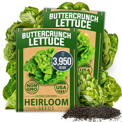 Buttercrunch Lettuce Seeds - 3,950 Seeds (2-Pack) - Butterhead