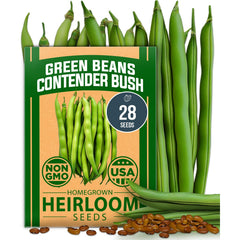 Contender Bush Bean Seeds - 28 Seeds - Stringless Heirloom