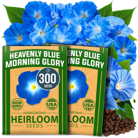 Heavenly Blue Morning Glory Seeds (2-Pack) - Sky-Blue Vine