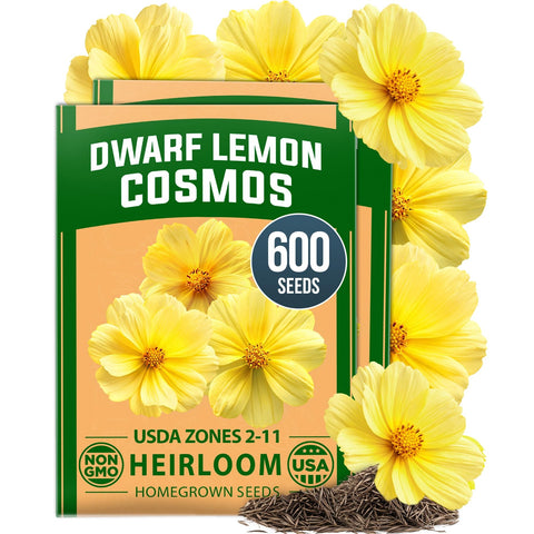 Dwarf Lemon Cosmos Seeds - 600 Seeds (2-Pack) - Compact Yellow Blooms