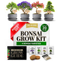 Deluxe Bonsai Tree Kit