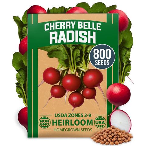 Cherry Belle Radish Seeds - 800 Seeds - Harvest in 22 Days