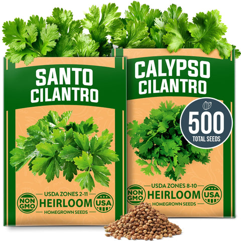 Santo & Calypso Cilantro Seeds - 500 Seeds - Slow-Bolt Mix