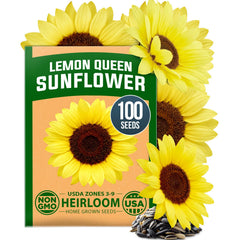 Lemon Queen Sunflower Seeds - 100 Seeds - Soft Yellow Blooms