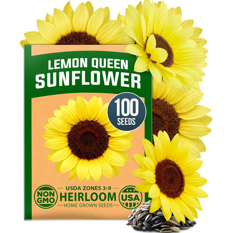 Lemon Queen Sunflower Seeds - 100 Seeds - Soft Yellow Blooms