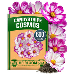 Candystripe Cosmos Seeds - 600 Seeds - Pink & White Bicolor Blooms
