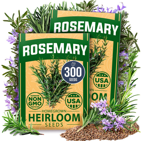 Rosemary Seeds - 300 Seeds (2-Pack) - Classic Perennial Herb