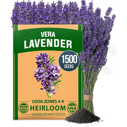 English Lavender Seeds - 1,500 Seeds - Fragrant Perennial