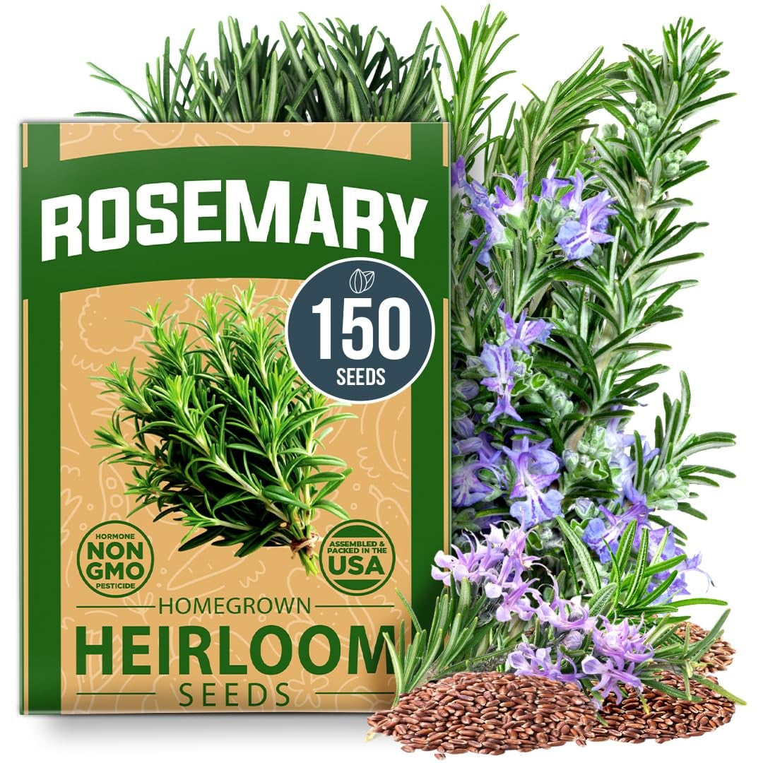 Rosemary Seeds - 150 Seeds - Classic Perennial Herb