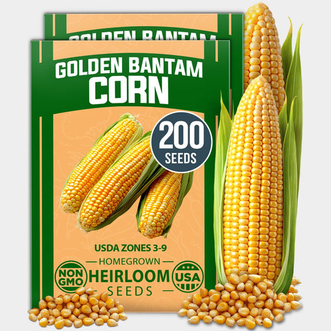 Golden Bantam Sweet Corn Seeds - 200 Seeds (2-Pack) - Heirloom