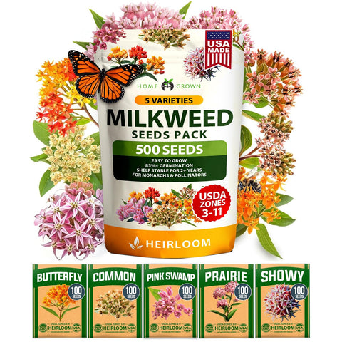 Common Milkweed Seeds - Monarch Host Plant - Perennial