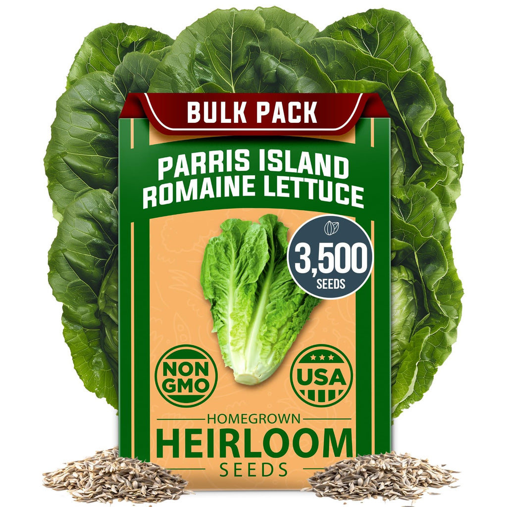 Parris Island Romaine Lettuce Seeds - 3,500 Seeds - Crisp Heirloom