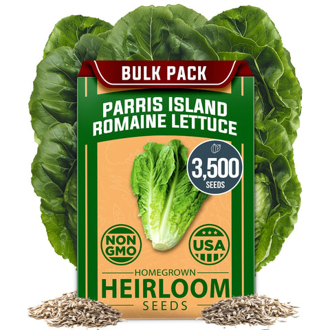 Parris Island Romaine Lettuce Seeds - 3,500 Seeds - Crisp Heirloom