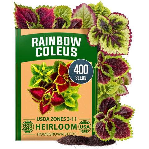 Rainbow Coleus Seeds - 400 Seeds - Multicolor Shade Foliage