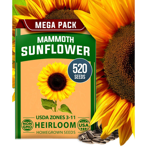 Mammoth Sunflower Seeds - 520 Seeds - Grows Up to 12 ft Tall