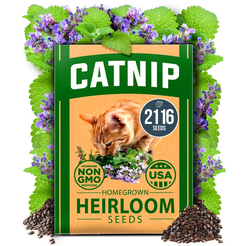Catnip Seeds - 2,116 Seeds - Heirloom Cat Herb