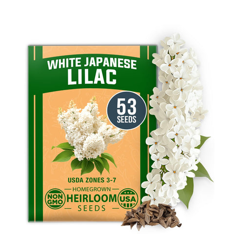 White Japanese Lilac Tree Seeds - 53 Seeds - Fragrant Flowering Tree