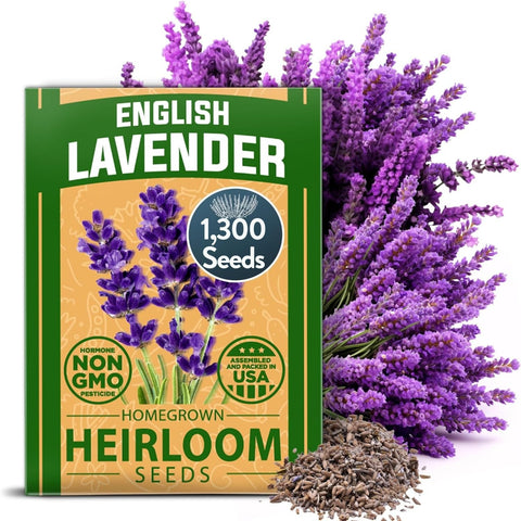 English Lavender Seeds - 1,500 Seeds - Compact Munstead