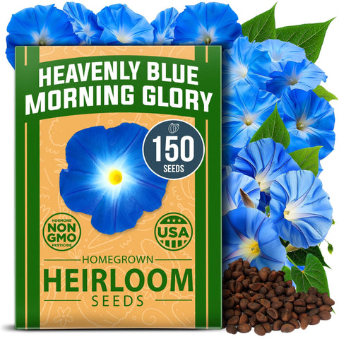 Heavenly Blue Morning Glory Seeds - 150 Seeds - Sky-Blue Vine