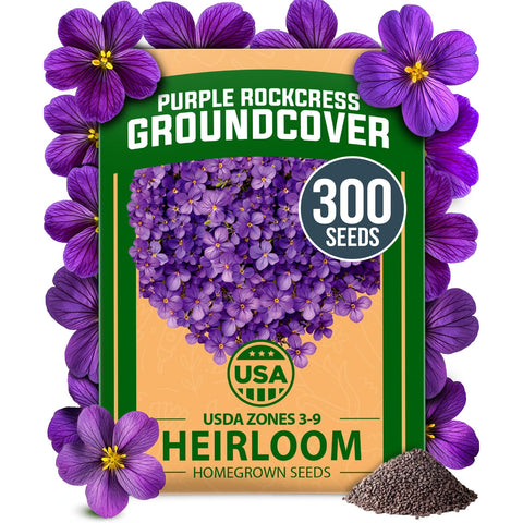 Aubrieta Rock Cress Seeds - 300 Seeds - Purple Perennial Ground Cover