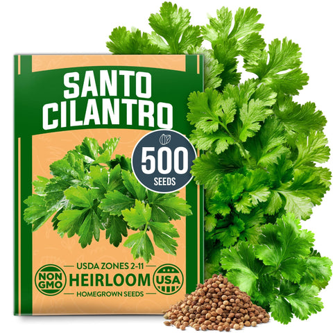 Santo Cilantro Seeds - 250 Seeds - Slow-Bolt Variety