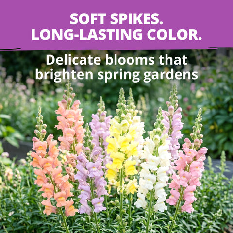 HOME GROWN Snapdragon Northern Lights Seeds – 6000 Seeds for Spring 2026, Pastel Snapdragons, Pollinator-Friendly Cut Flowers (Antirrhinum majus)