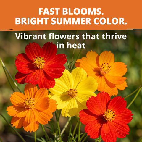 HOME GROWN Cosmos Bright Lights Mix Seeds – 2500 Seeds, Spring 2026, Cosmos sulphureus, Easy Grow Outdoor Wildflower Mix