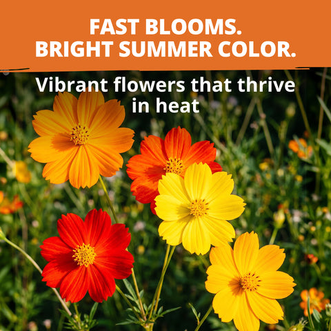 HOME GROWN Cosmos Bright Lights Mix Seeds – 400 Seeds for Spring 2026, Cosmos sulphureus, Easy Grow Outdoor Wildflower Mix