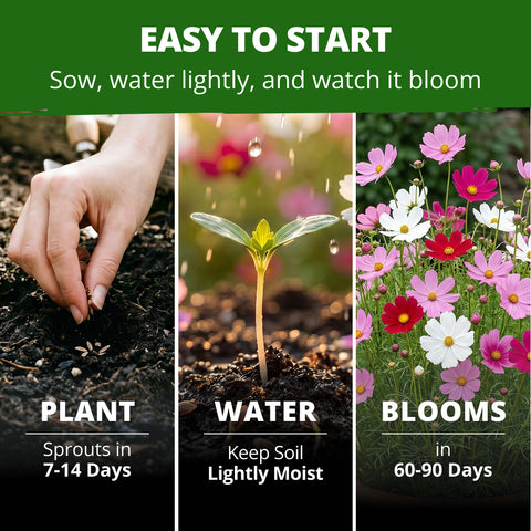 HOME GROWN Sensation Dwarf Mix Cosmos 1,200 Seeds, Cosmos bipinnatus, Heirloom Non-GMO, Pink Rose White Crimson Blooms, Compact Plants