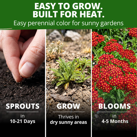 HOME GROWN Red Yarrow 2,000 Flower Seeds, Achillea millefolium, Heirloom Non-GMO, Carmine Red Blooms, Pollinator Garden
