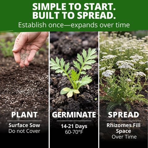 HOME GROWN White Yarrow Flower Seeds (Achillea millefolium) – 16,000 Heirloom Non-GMO Seeds, Drought-Tolerant Perennial, Pollinator-Friendly Wildflower for Gardens