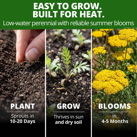 HOME GROWN Gold Yarrow Flower Seeds – 1600 Heirloom Non-GMO Seeds, Achillea filipendulina, Golden Yellow Perennial Flowers for Planting, Pollinator & Cut Gardens