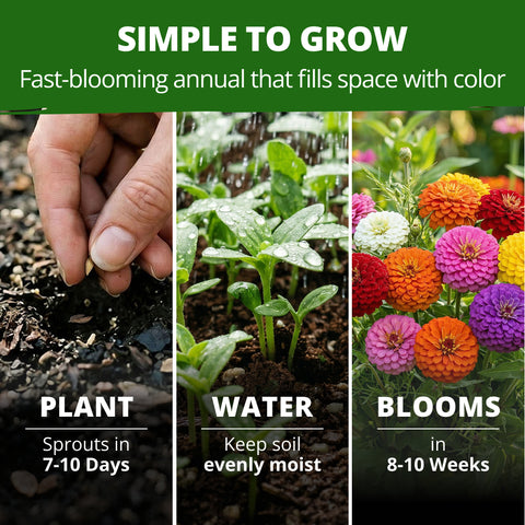 HOME GROWN Zinnia Lilliput Flower Seeds – 1,200 Seeds, Zinnia elegans, Heirloom Non-GMO Double Blooms, Compact 18–24 Inch Plants, Pollinator & Cut Flowers