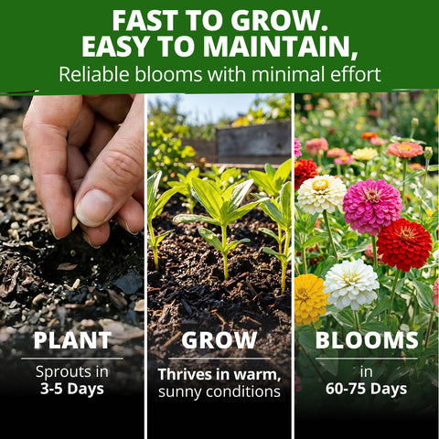 HOME GROWN Oklahoma Zinnia Seeds – 300 Heirloom Zinnia elegans Seeds (2.7g), Florist Cut Flowers, Pollinator Friendly, USDA Zones 3–10