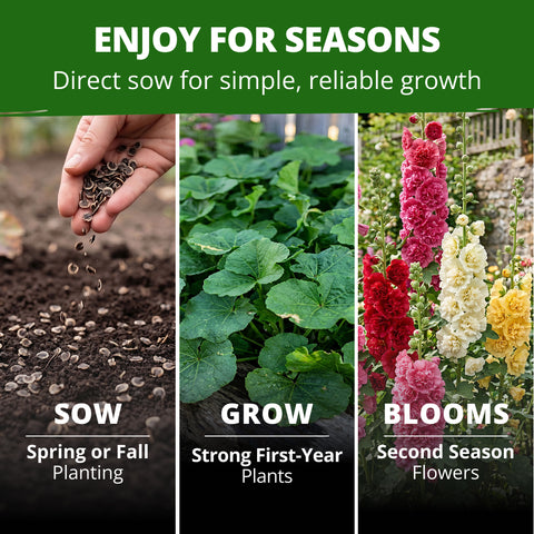 HOME GROWN Hollyhock Summer Carnival Mix Seeds – 3,000 Alcea rosea Flower Seeds, High Germination, Annual Blooms for Gardens & Borders