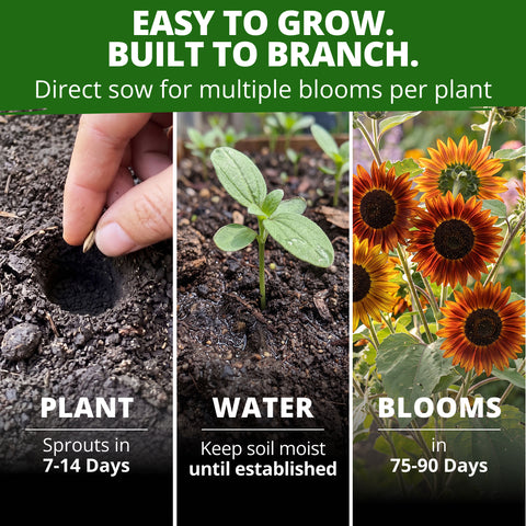 HOME GROWN Earthwalker Sunflower 200 Seeds, Helianthus annuus, Open-Pollinated Non-GMO, Rust Copper Mahogany Blooms, 6–8 Ft Tall