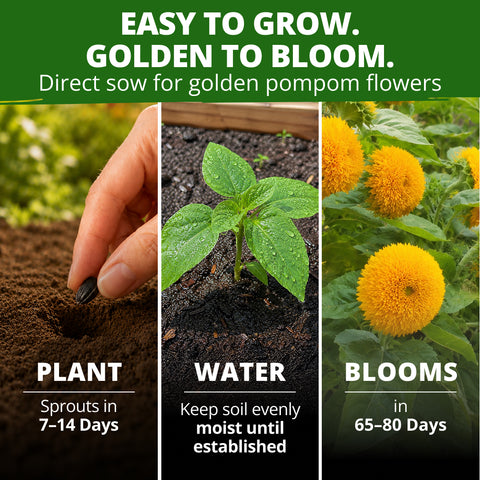 HOME GROWN Dwarf Teddy Bear Sunflower 200 Seeds, Helianthus annuus, Sungold Variety, Heirloom Non-GMO, Double Golden Blooms (Copy)