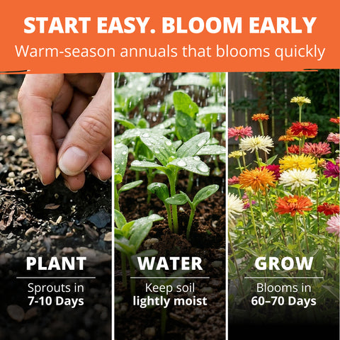 HOME GROWN Zinnia Cactus Mix Seeds – 2000 Seeds for Spring 2026, Large Bloom Zinnia elegans, Easy Grow Garden & Cut Flowers
