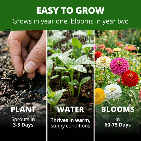 HOME GROWN Oklahoma Zinnia Seeds for Planting, 100 Heirloom Non GMO Seeds (2 Pack, 50 Seeds Each, 0.5g), Zinnia elegans, Mixed Colors Annual Cut Flowers for Bouquets, Pollinator Gardens, Zones 3 to 10