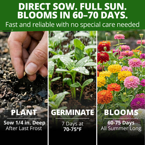 HOME GROWN State Fair Zinnia Seeds – 1,000 Zinnia elegans Seeds (7.5g), Large Double Blooms, Pollinator Friendly, Beds & Borders, Spring 2026